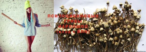индика Белокуриха